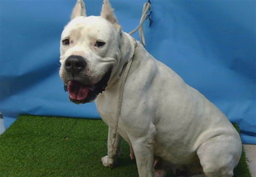 picture of the dog needing adoption