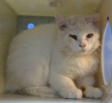 Unknown - Domestic Long Hair