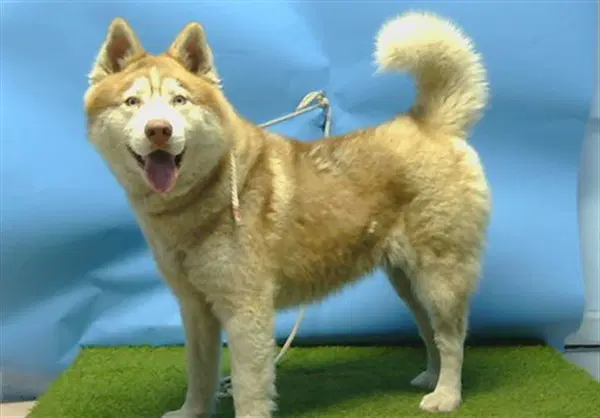 Unknown - Siberian Husky