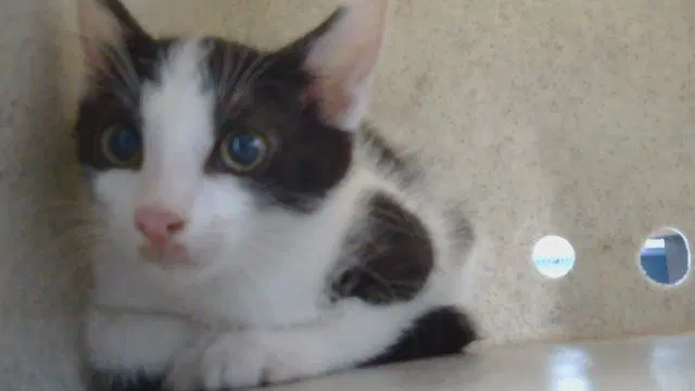 Unknown - Domestic Short Hair