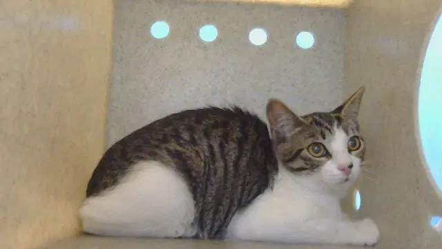 Unknown - Domestic Short Hair