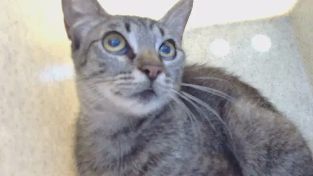 Unknown - Domestic Short Hair
