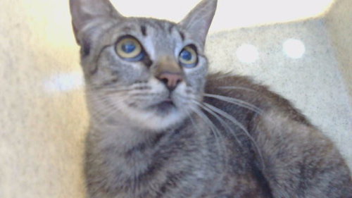picture of the cat needing adoption