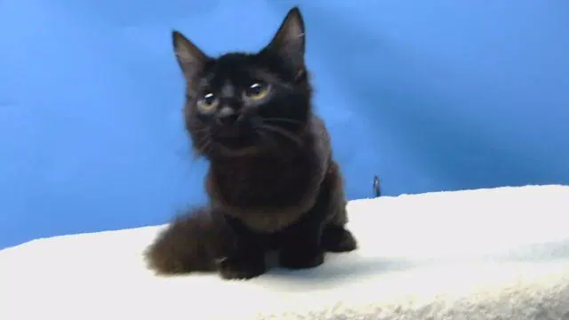 Ghostface - Domestic Short Hair