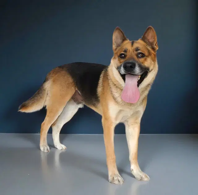 Rocky - German Shepherd Dog