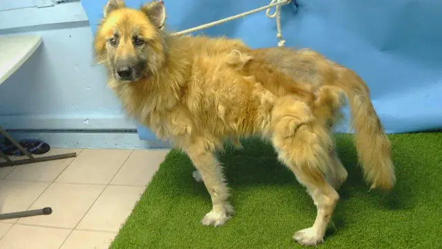Max - Belgian Shepherd Tervuren