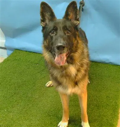Ace - German Shepherd Dog