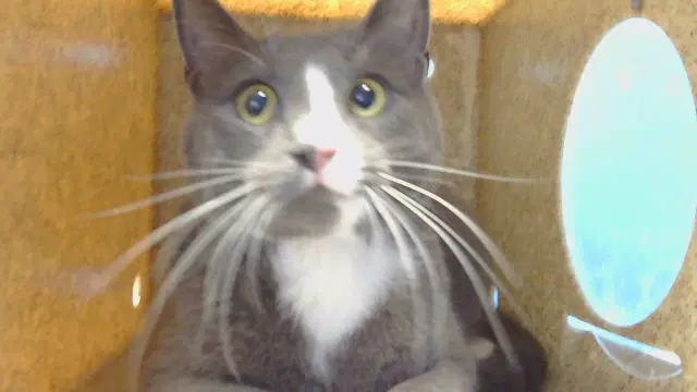 Slasher - Domestic Short Hair