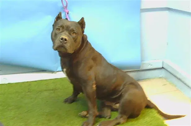 Jody - Cane Corso Mastiff