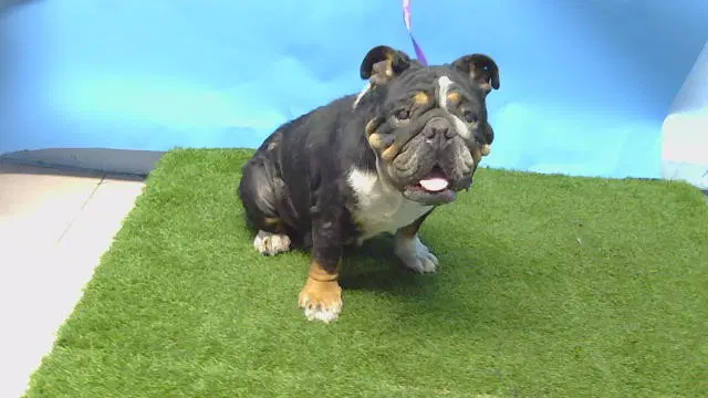 Gorda - English Bulldog