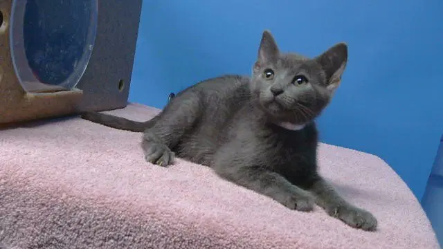 Unknown - Domestic Short Hair