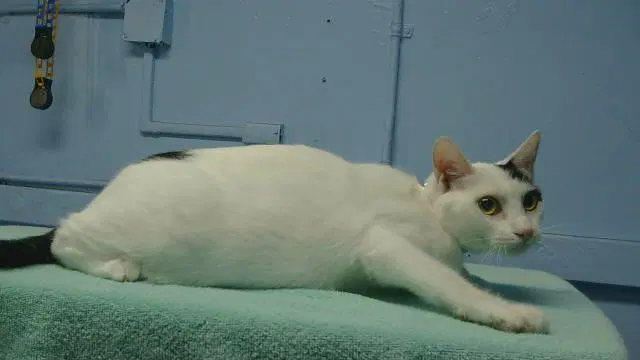 Patches - Domestic Short Hair
