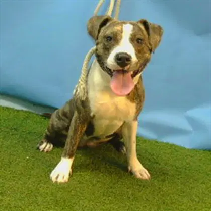 Unknown - Pit Bull Terrier