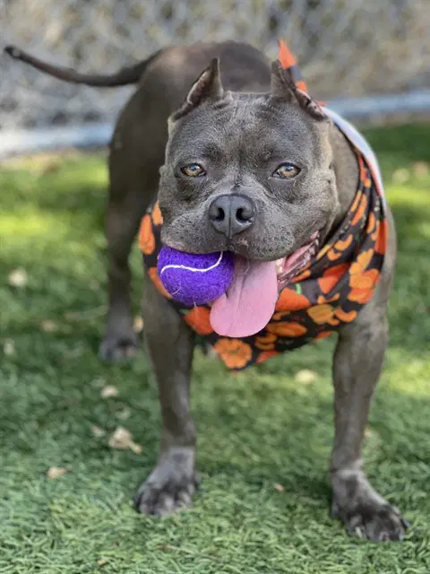 Peepers - Pit Bull Terrier