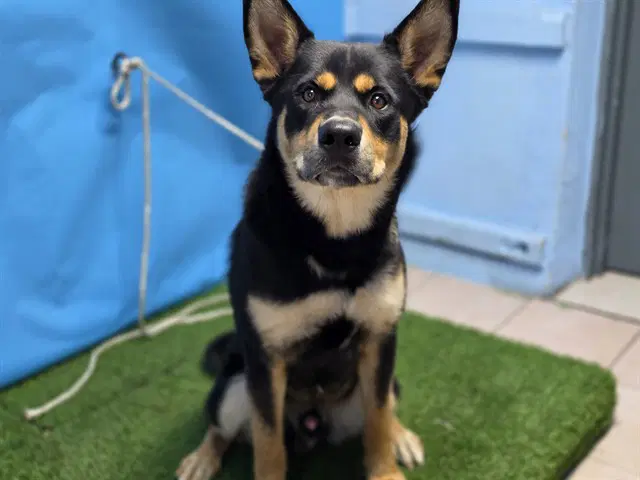 Unknown - German Shepherd Dog