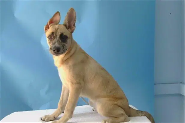 Unknown - German Shepherd Dog