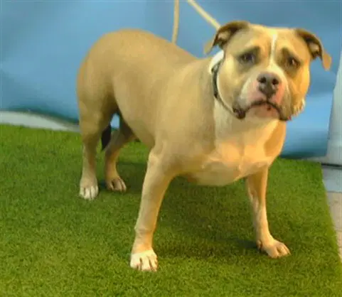 Sandy - Staffordshire Bull Terrier