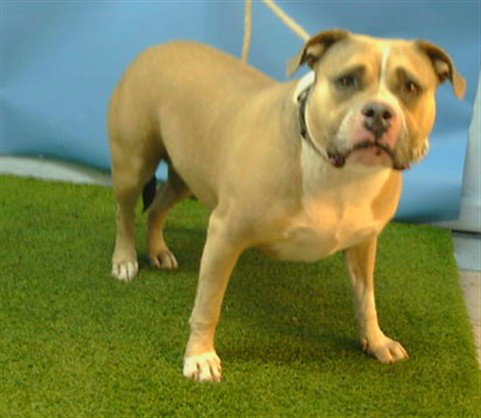 picture of the dog needing adoption