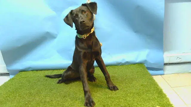 Unknown - Labrador Retriever