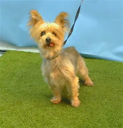 Poppy - Yorkshire Terrier Yorkie