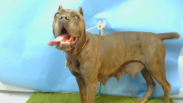 Apalonia - Cane Corso Mastiff