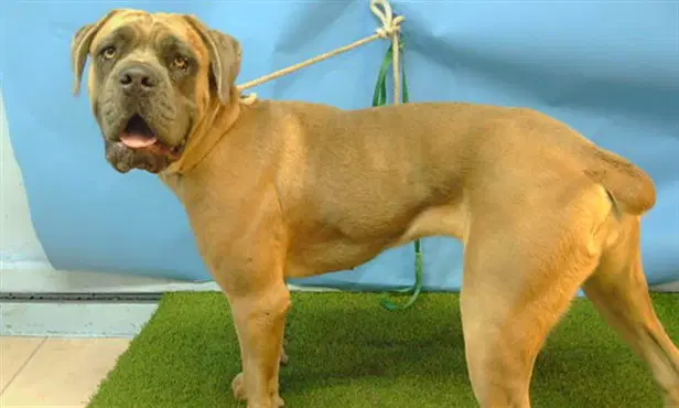 Stormy - Cane Corso Mastiff