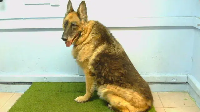Sasha - German Shepherd Dog