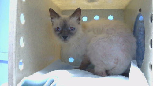 picture of the cat needing adoption