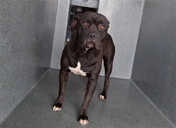 Deuce - Pit Bull Terrier