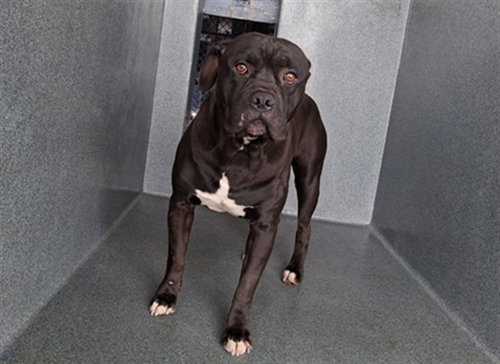 picture of the dog needing adoption