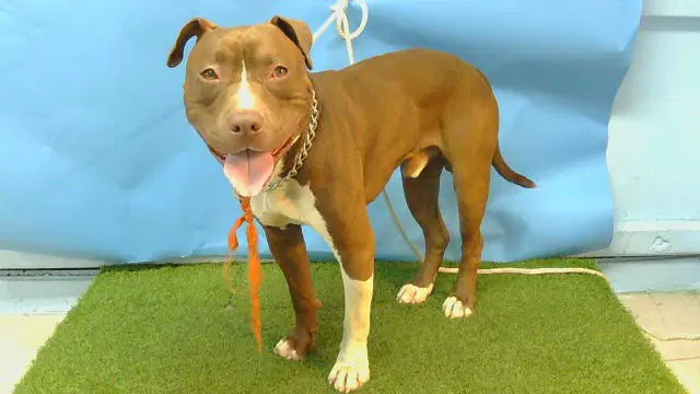 Cells - Pit Bull Terrier