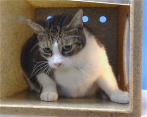 picture of the cat needing adoption