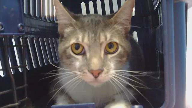 Kitty - Domestic Short Hair