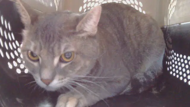 Sparkle - Domestic Short Hair