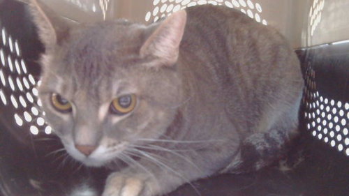 picture of the cat needing adoption
