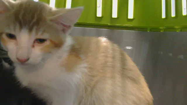Strawberry - Domestic Short Hair