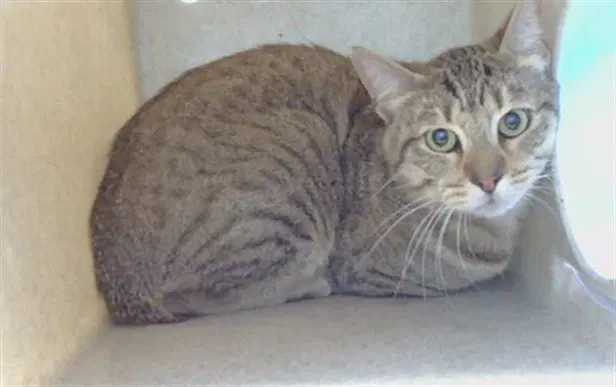 Rj - Domestic Short Hair