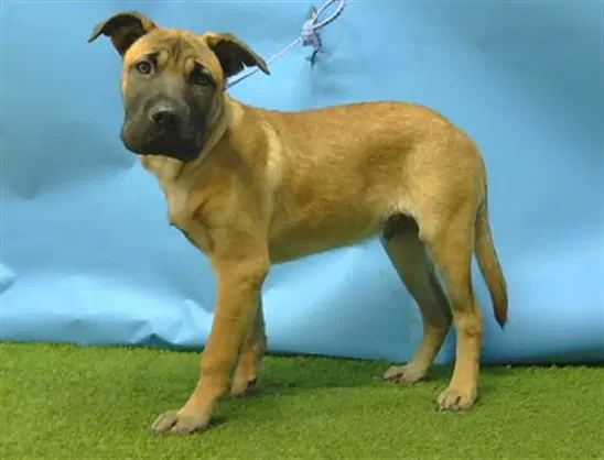 Leo - Chinese Shar-Pei