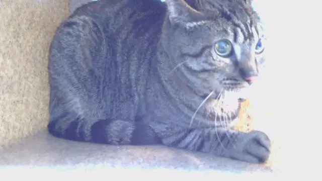 Ziggy - American Shorthair
