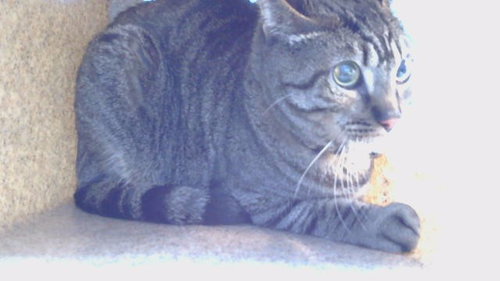 ZIGGY, a cat for adoption from Los Angeles County Animal Control - Carson