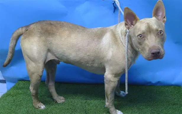 Unknown - Pit Bull Terrier