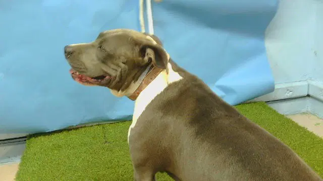 Unknown - Pit Bull Terrier