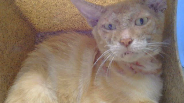 Unknown