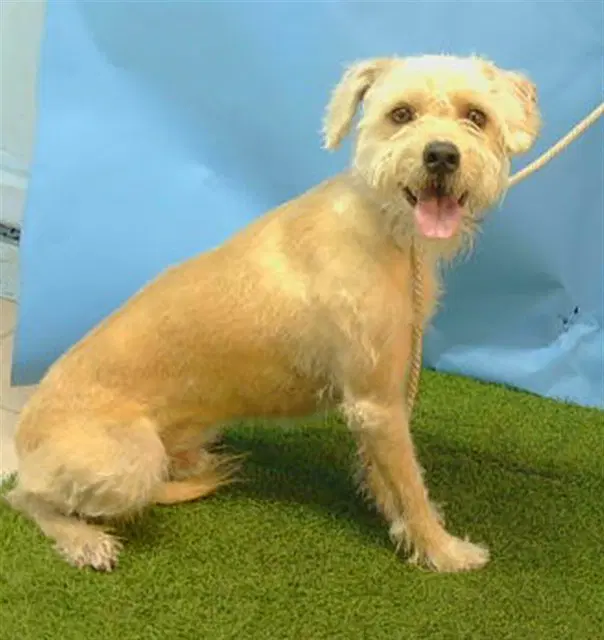 Rocky - Terrier