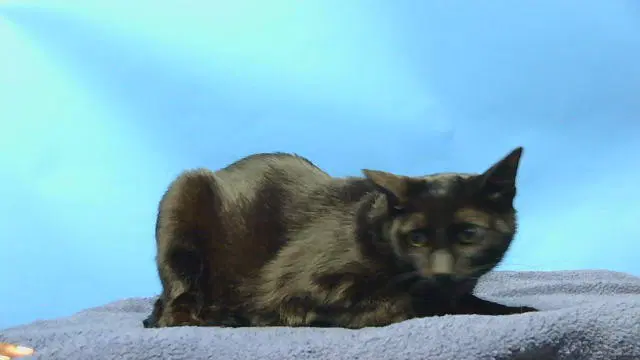 Toby - Domestic Short Hair