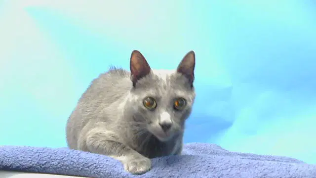 George - Domestic Short Hair