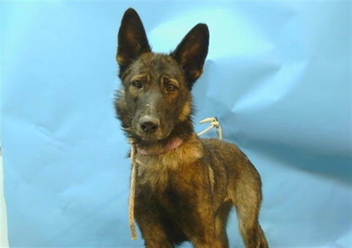 XENA, a dog for adoption from Los Angeles County Animal Control - Carson