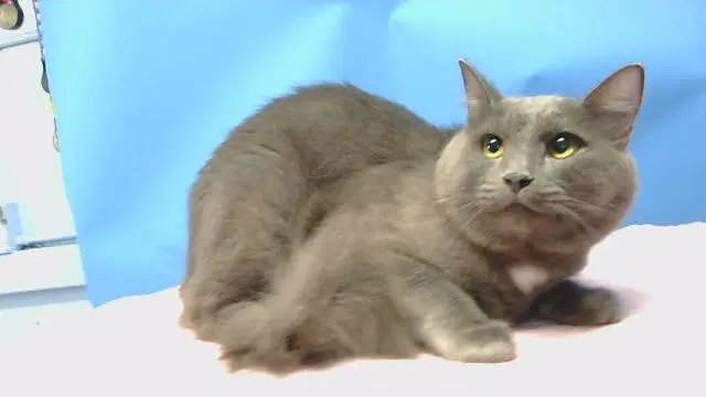 Unknown - Domestic Short Hair