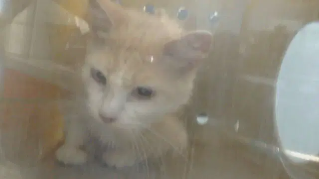 Marilyn - Domestic Short Hair