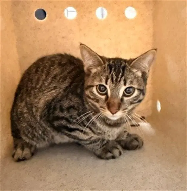 Freeway - Domestic Short Hair